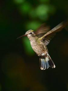 Preview wallpaper hummingbird cynanthus, hummingbird, bird, wings, beak