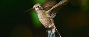 Preview wallpaper hummingbird cynanthus, hummingbird, bird, wings, beak