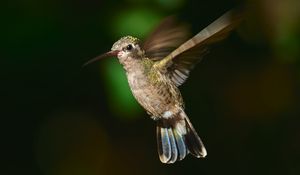 Preview wallpaper hummingbird cynanthus, hummingbird, bird, wings, beak