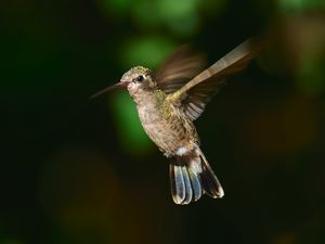 Preview wallpaper hummingbird cynanthus, hummingbird, bird, wings, beak