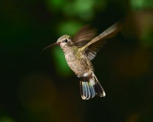 Preview wallpaper hummingbird cynanthus, hummingbird, bird, wings, beak