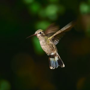 Preview wallpaper hummingbird cynanthus, hummingbird, bird, wings, beak