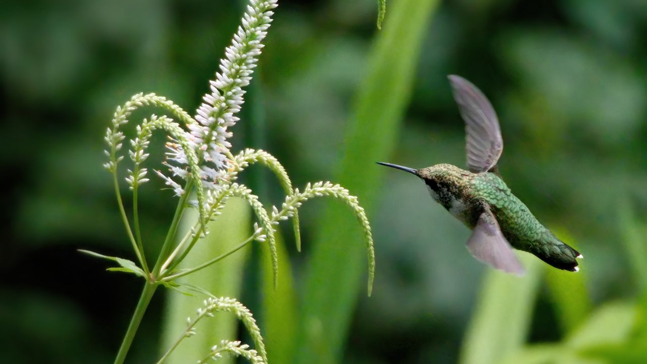 Wallpaper hummingbird, veronicastrum, inflorescence, macro