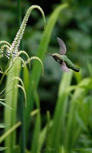 Preview wallpaper hummingbird, veronicastrum, inflorescence, macro