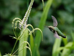 Preview wallpaper hummingbird, veronicastrum, inflorescence, macro