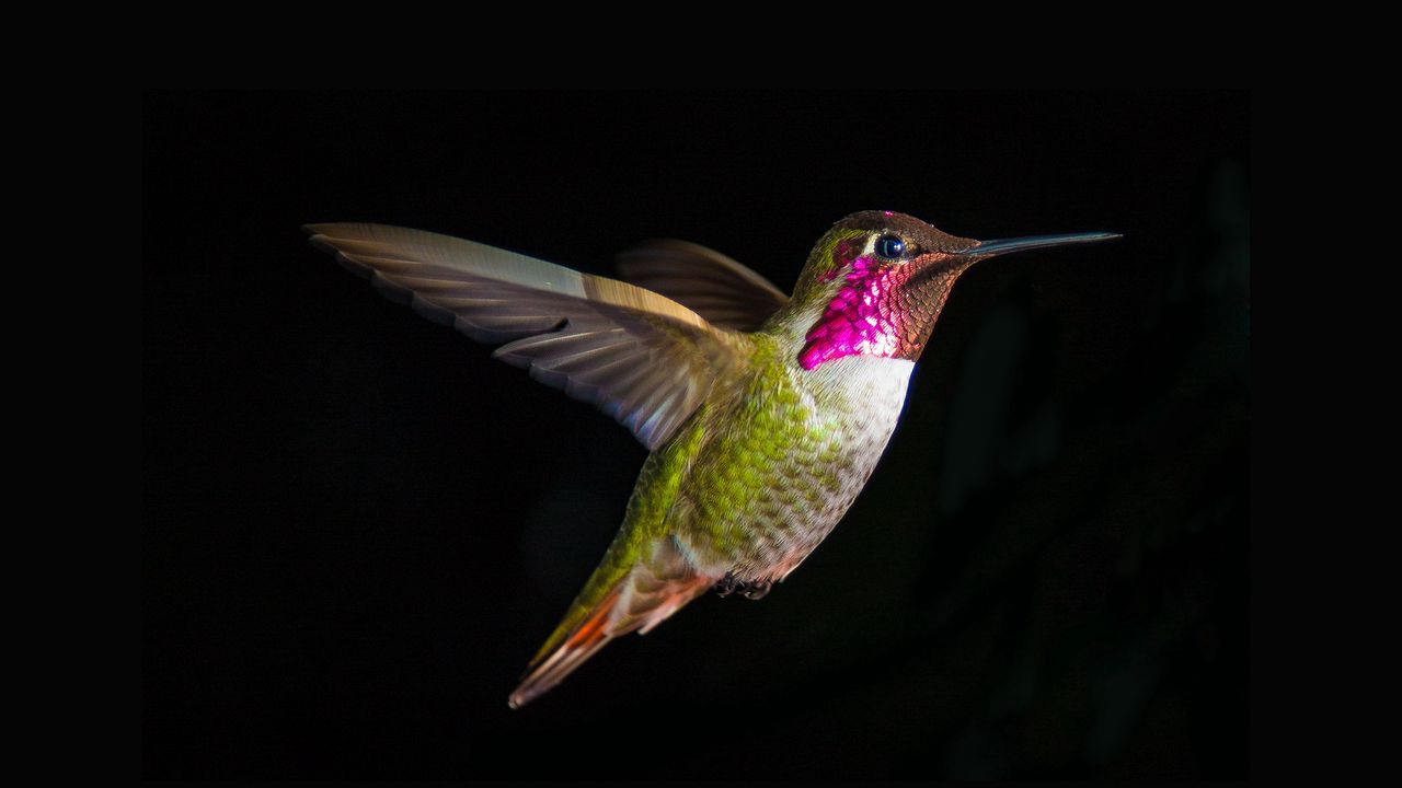 Wallpaper hummingbirds, bird, fly, swing