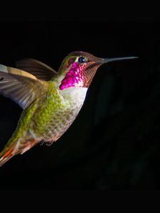 Preview wallpaper hummingbirds, bird, fly, swing