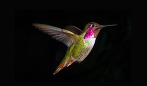 Preview wallpaper hummingbirds, bird, fly, swing