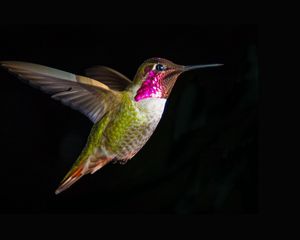 Preview wallpaper hummingbirds, bird, fly, swing