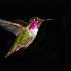 Preview wallpaper hummingbirds, bird, fly, swing