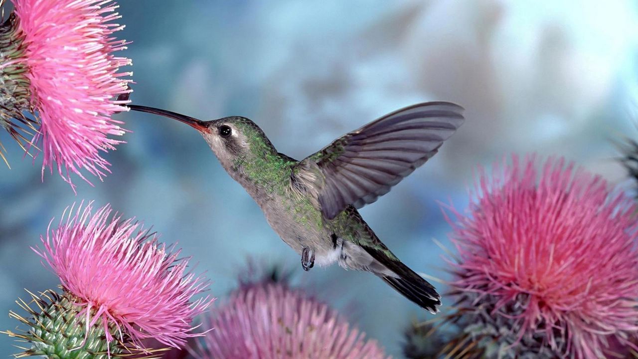 Wallpaper hummingbirds, bird swing, flight