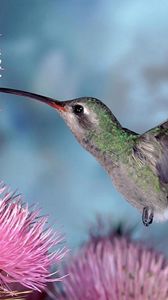 Preview wallpaper hummingbirds, bird swing, flight