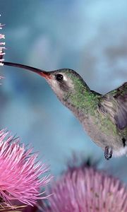 Preview wallpaper hummingbirds, bird swing, flight