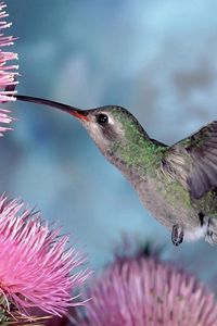 Preview wallpaper hummingbirds, bird swing, flight