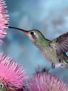 Preview wallpaper hummingbirds, bird swing, flight