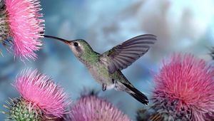 Preview wallpaper hummingbirds, bird swing, flight