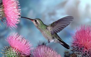 Preview wallpaper hummingbirds, bird swing, flight