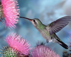 Preview wallpaper hummingbirds, bird swing, flight