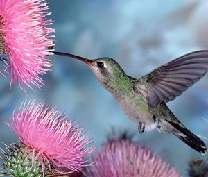 Preview wallpaper hummingbirds, bird swing, flight