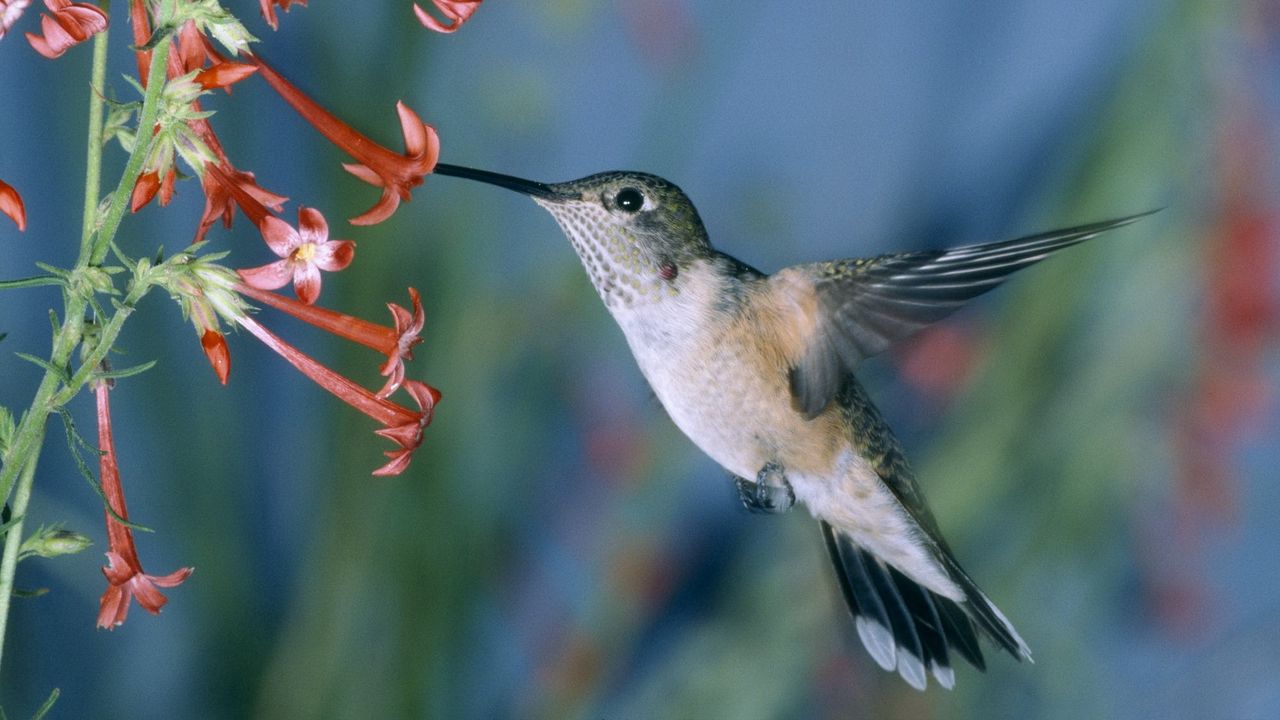 Wallpaper hummingbirds, bird swing, flowers
