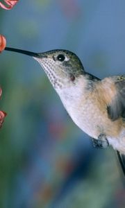 Preview wallpaper hummingbirds, bird swing, flowers