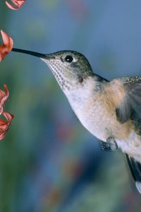 Preview wallpaper hummingbirds, bird swing, flowers