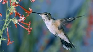 Preview wallpaper hummingbirds, bird swing, flowers