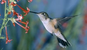 Preview wallpaper hummingbirds, bird swing, flowers