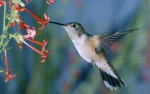 Preview wallpaper hummingbirds, bird swing, flowers