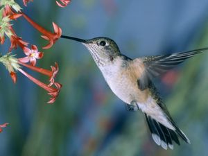 Preview wallpaper hummingbirds, bird swing, flowers