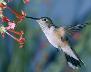 Preview wallpaper hummingbirds, bird swing, flowers