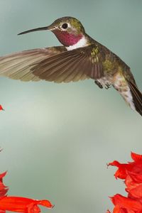 Preview wallpaper hummingbirds, bird swing, twigs, flowers, wings