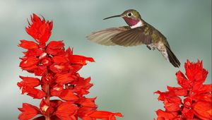 Preview wallpaper hummingbirds, bird swing, twigs, flowers, wings