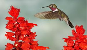 Preview wallpaper hummingbirds, bird swing, twigs, flowers, wings