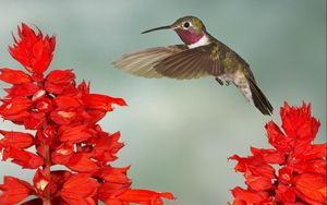 Preview wallpaper hummingbirds, bird swing, twigs, flowers, wings