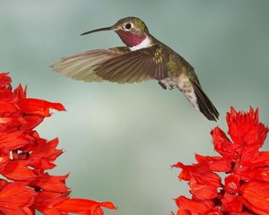 Preview wallpaper hummingbirds, bird swing, twigs, flowers, wings