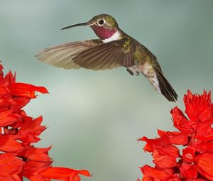 Preview wallpaper hummingbirds, bird swing, twigs, flowers, wings