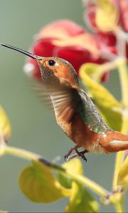 Preview wallpaper hummingbirds, birds, branches, flowers