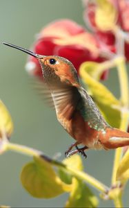 Preview wallpaper hummingbirds, birds, branches, flowers