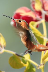 Preview wallpaper hummingbirds, birds, branches, flowers