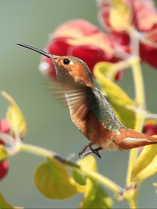 Preview wallpaper hummingbirds, birds, branches, flowers