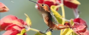 Preview wallpaper hummingbirds, birds, branches, flowers