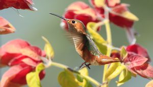 Preview wallpaper hummingbirds, birds, branches, flowers