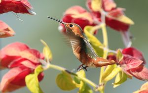 Preview wallpaper hummingbirds, birds, branches, flowers