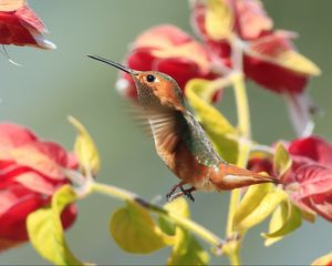 Preview wallpaper hummingbirds, birds, branches, flowers