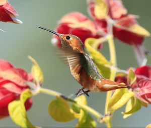 Preview wallpaper hummingbirds, birds, branches, flowers