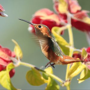 Preview wallpaper hummingbirds, birds, branches, flowers