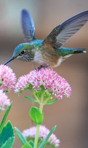 Preview wallpaper hummingbirds, birds, flowers