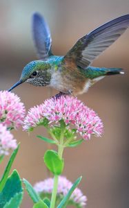 Preview wallpaper hummingbirds, birds, flowers