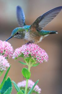 Preview wallpaper hummingbirds, birds, flowers